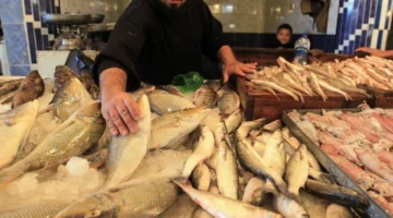 ارتفاع ملحوظ في أسعار الأسماك بسوق العبور اليوم الخميس 27 نوفمبر 2025